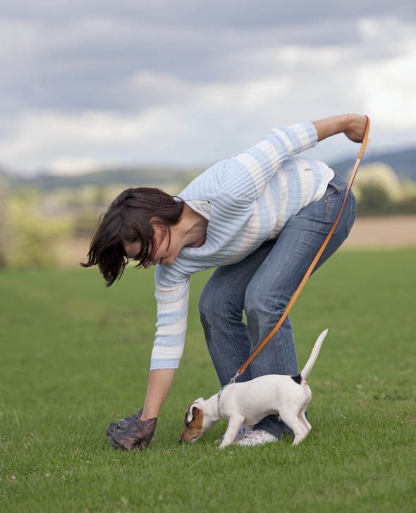 dog poop cleaning company