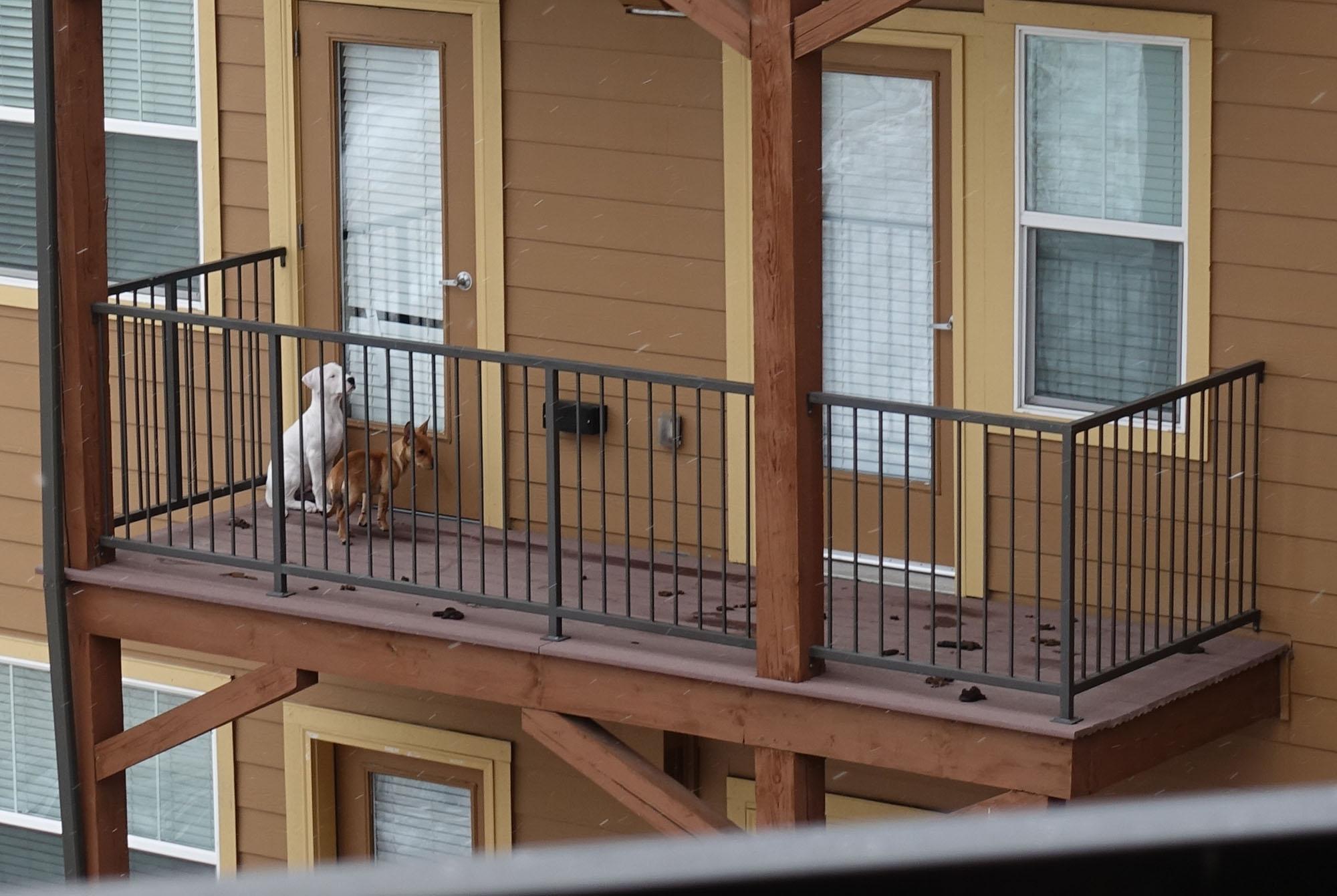 dog poop patio cleaning