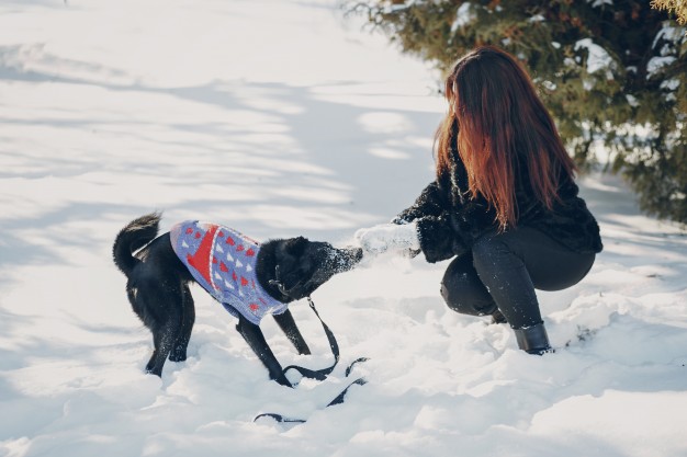dog waste removal