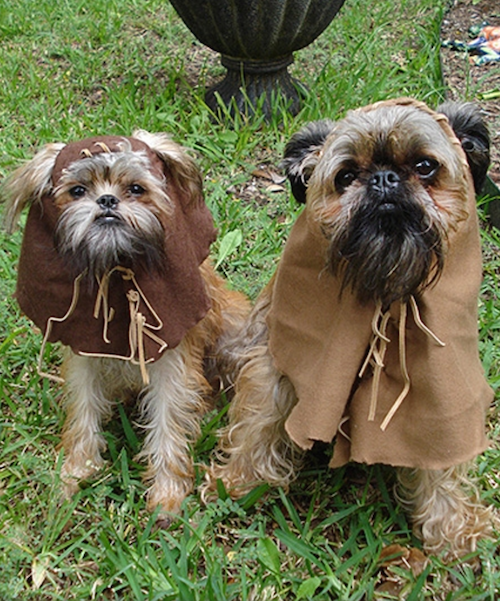 Two small dogs dressed in costumes that resemble Ewoks from Star Wars, standing on grass.