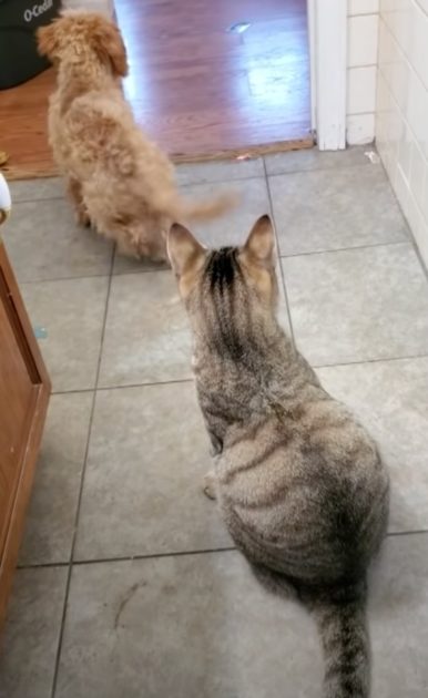 cat-hitting-dog
