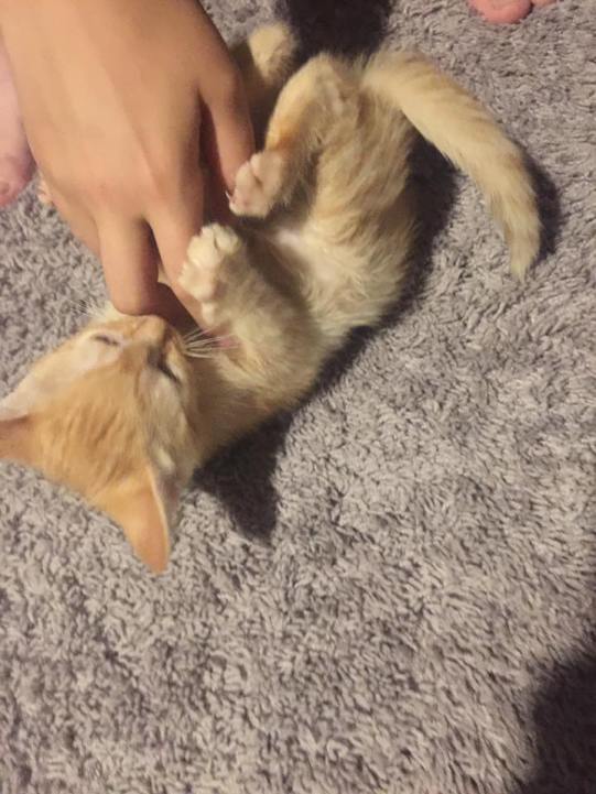 cat