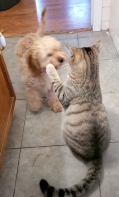cats-dogs