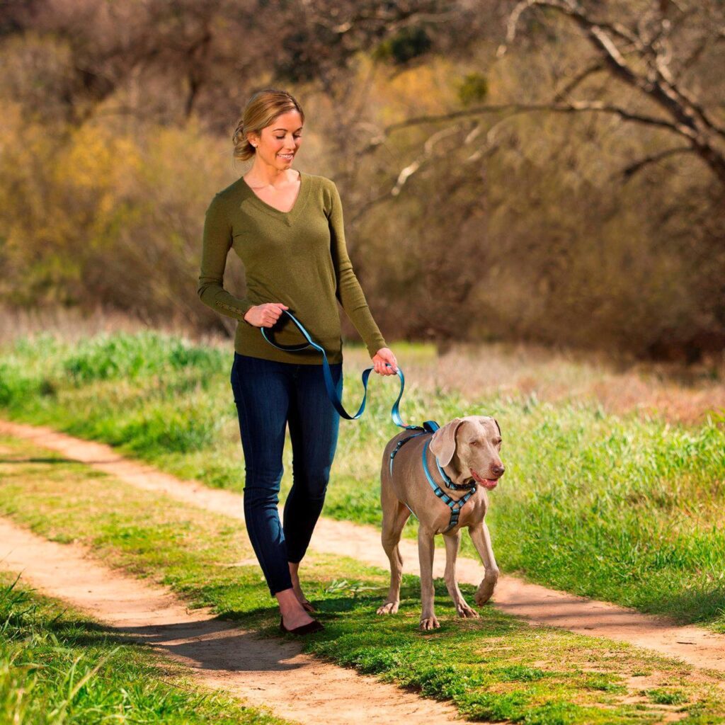 A woman walks her dog on a leash in a park, with the dog positioned to her side on a grassy path.