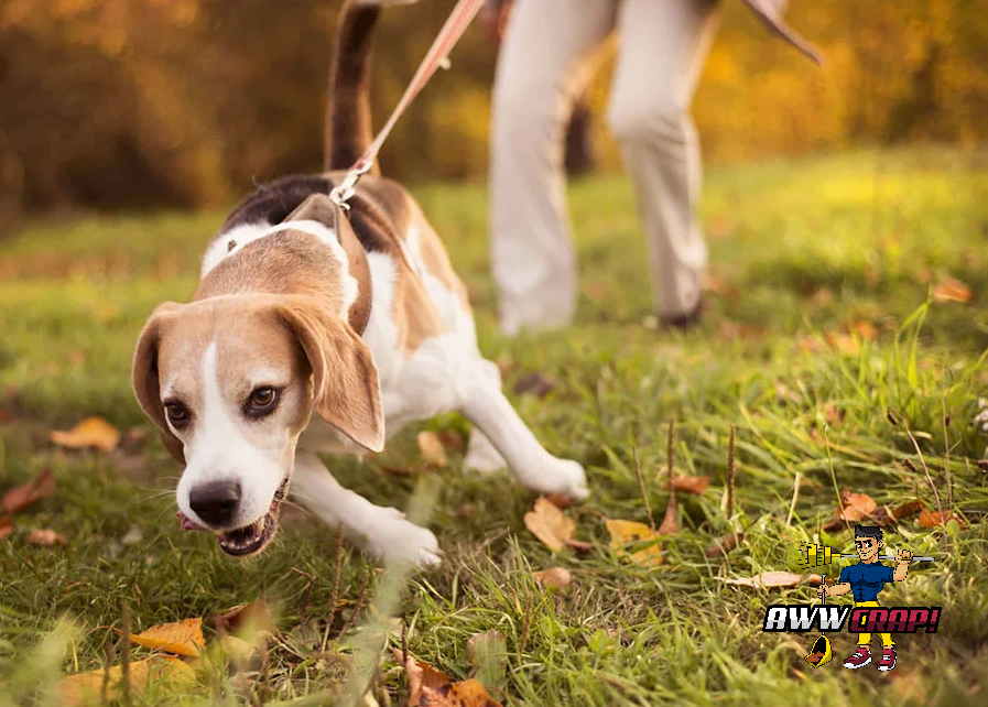 Teaching Your Dog to Walk on a Leash Helpful Tips From AwwCrap!