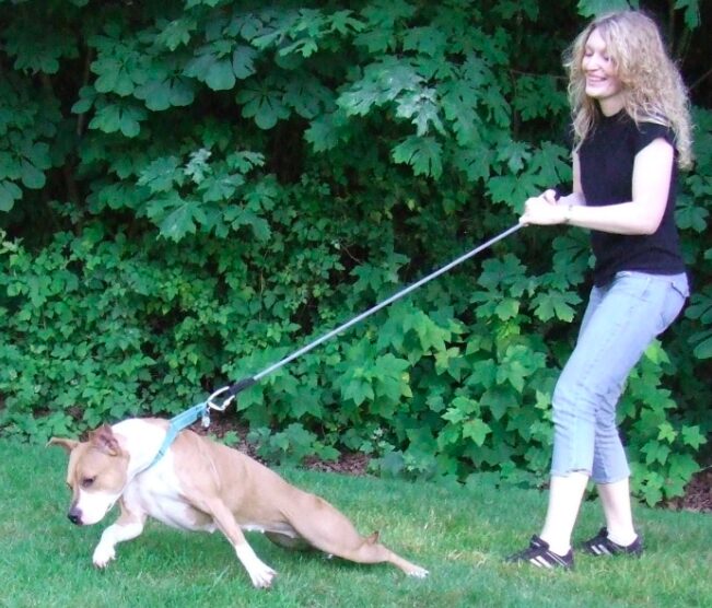 A smiling woman attempts to walk a playful dog that is pulling on the leash, trying to lie down.