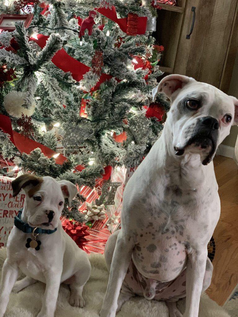 white-boxer-puppies