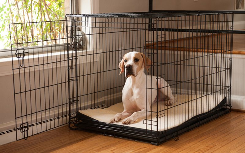 A Labrador dog sits inside a metal crate with a cushion, placed in a room with wooden flooring.