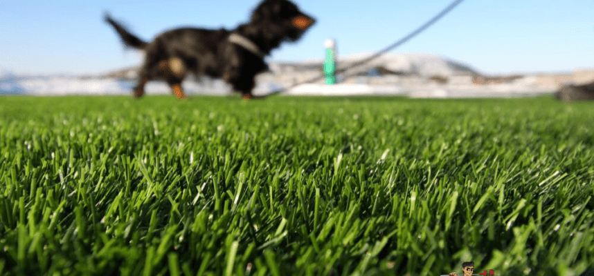 how do i disinfect my lawn after dog poop