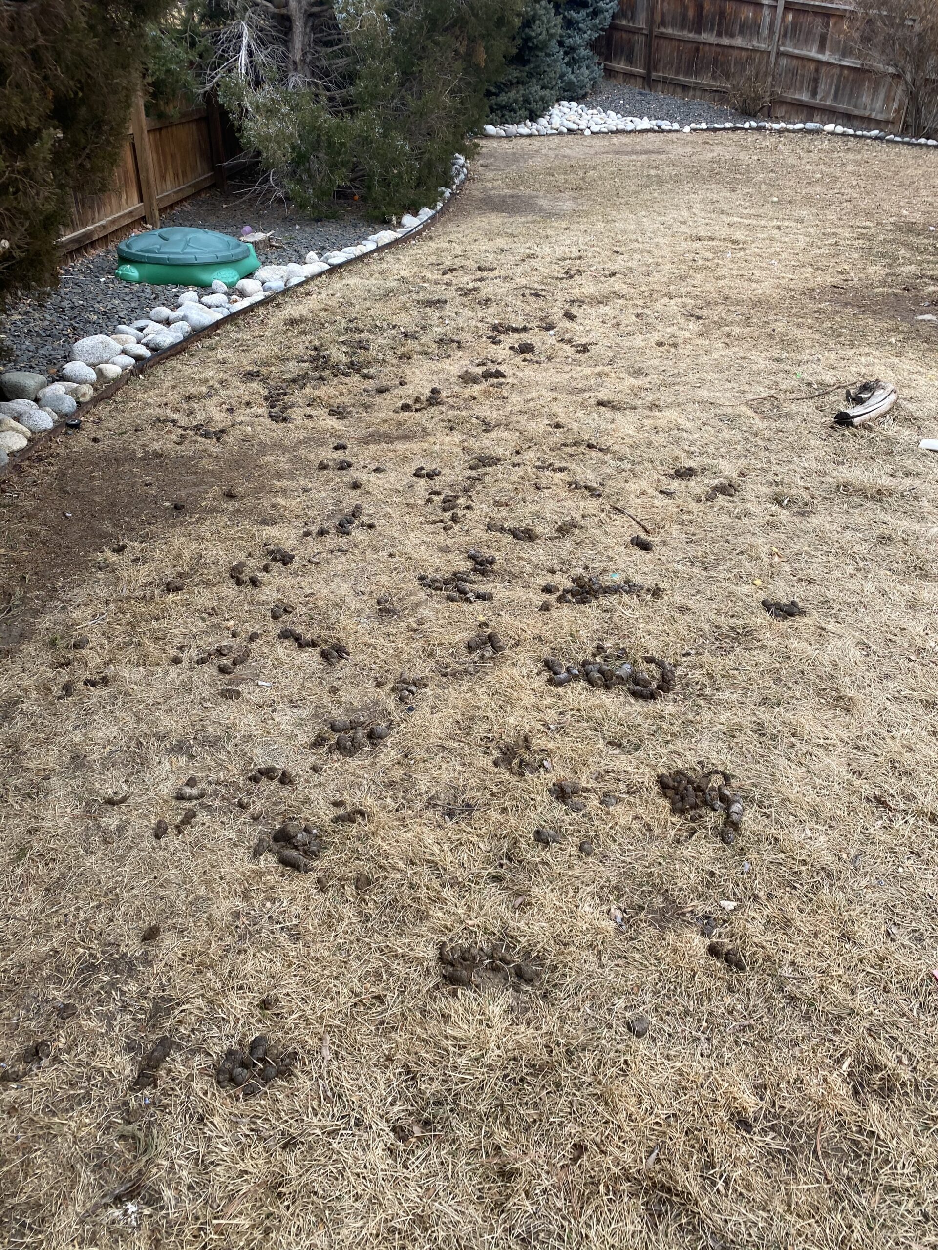 Dog Poop Removal Service Do You You need It? Oh… But You Want It