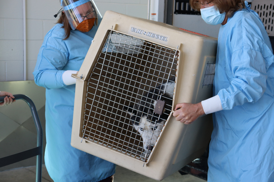 Two people in protective gear carrying a large kennel with a husky inside.