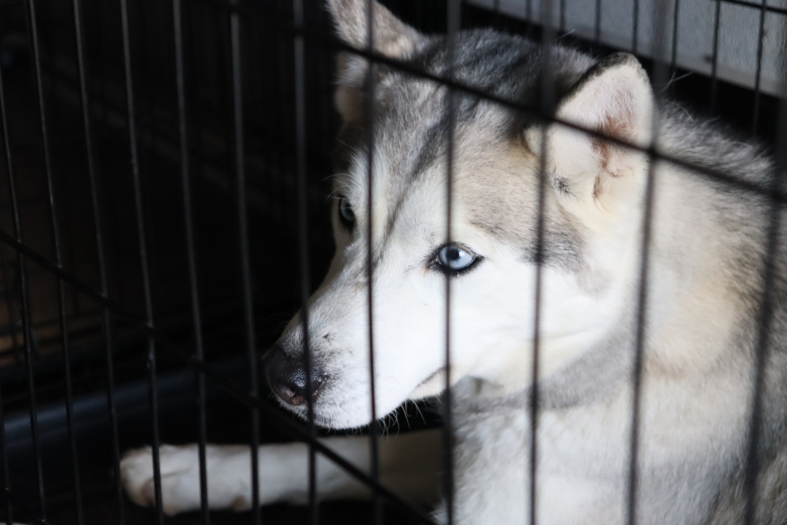 A Siberian Husky with striking blue eyes peers through a metal cage, displaying a look of alertness and curiosity.
