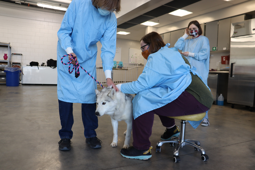 Two people in blue gowns attending to a Siberian Husky in a clean, indoor facility.