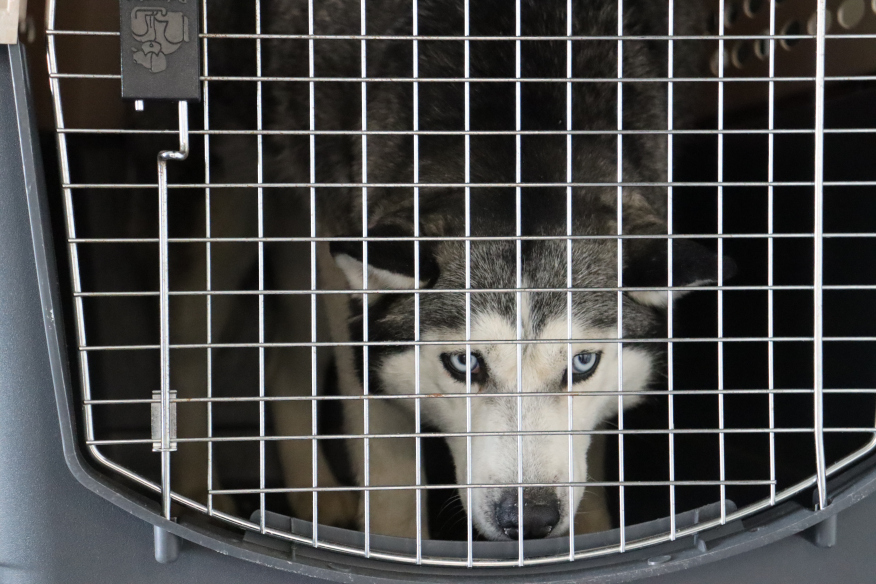 A Siberian Husky with striking eyes peers through the bars of a pet carrier.