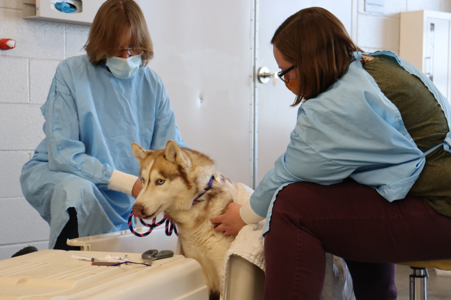 Two individuals in protective clothing attending to a Siberian Husky inside a clinical setting.