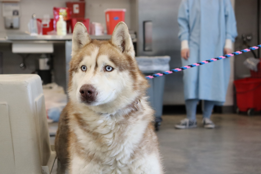 A Siberian Husky with striking blue eyes is leashed in a shelter environment, with a person in a blue garment partially visible in the background.
