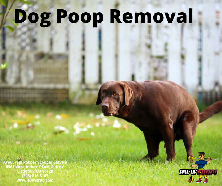 Dog Poop Removal Service Do You You need It? Oh… But You Want It