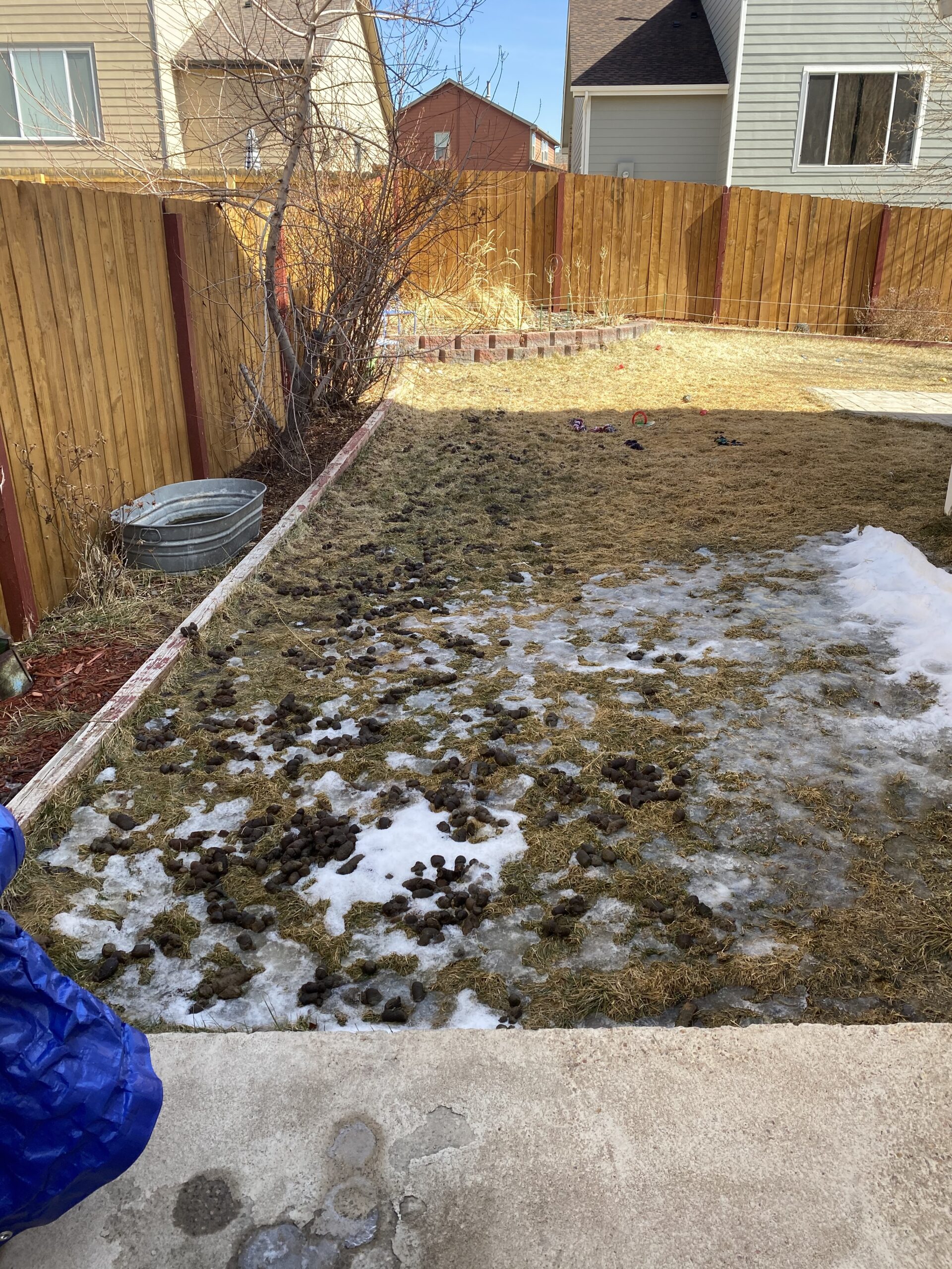 Pooper Scooper Service Castle Rock It's Time To Clean Your Yard