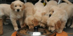 A group of puppies eating from a single large bowl filled with dog food.