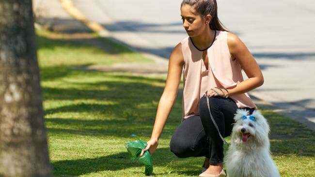 A woman is picking up after her dog in a park, while the dog waits patiently.