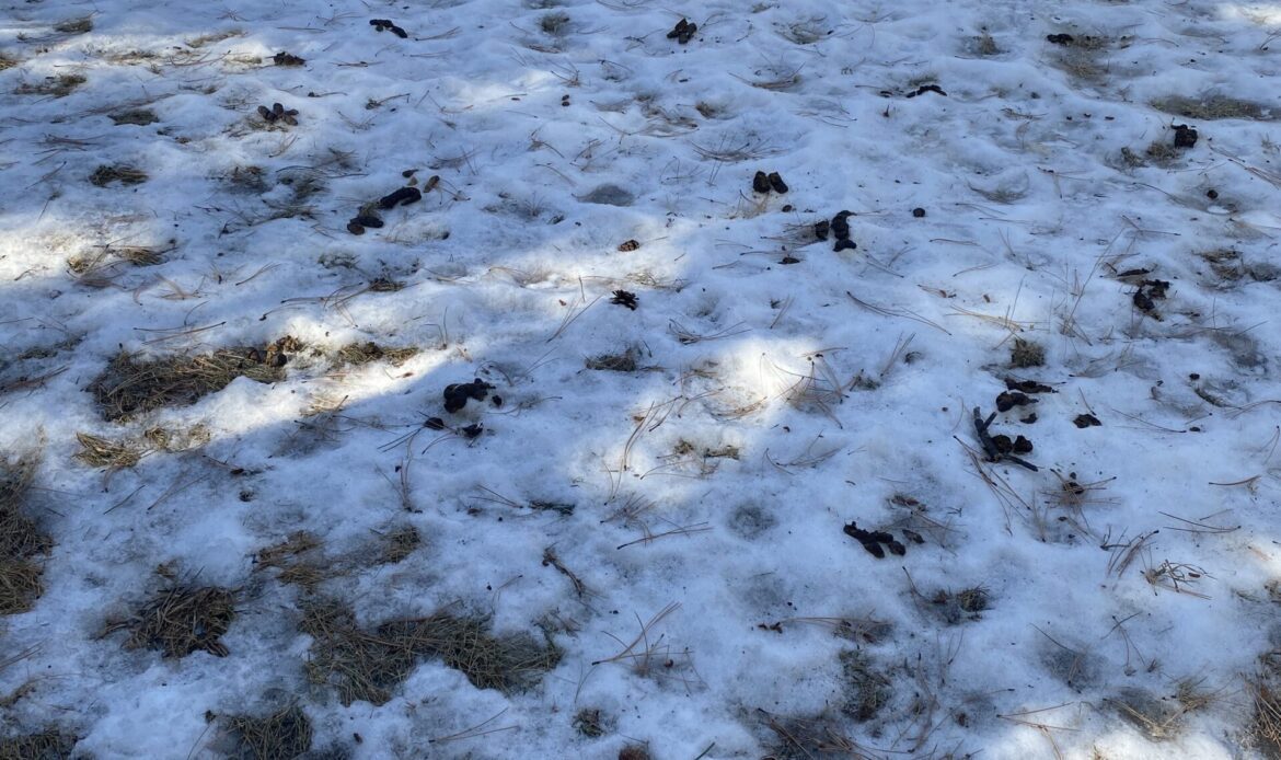 Beforee - Pooper Scooper Service | Lawn Mowing Service A snowy garden area dotted with brown leaves or debris under a wooden fence.