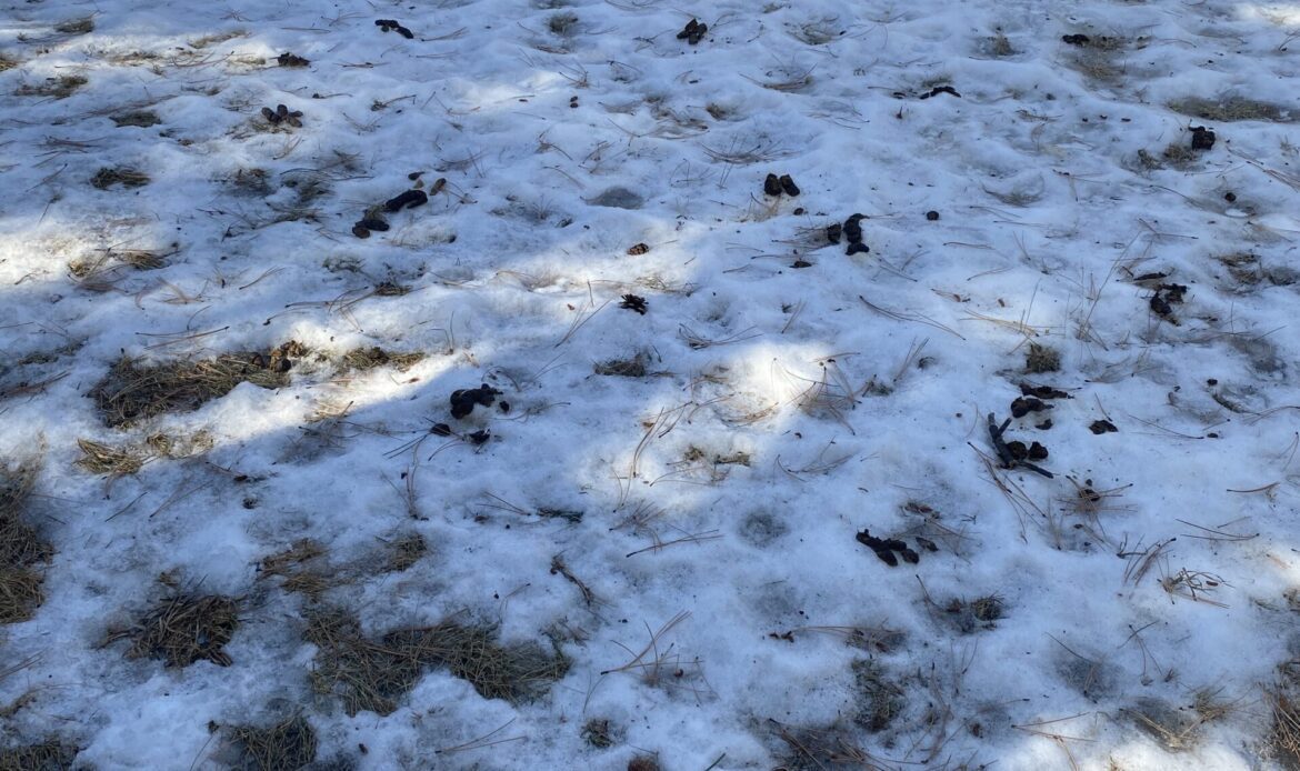 A snowy garden area dotted with brown leaves or debris under a wooden fence.