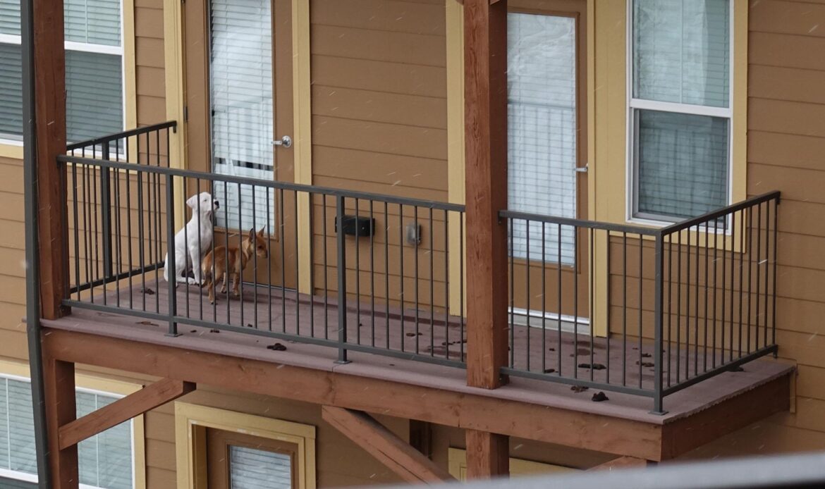 Two dogs standing on a wooden balcony with metal railings, attached to a beige house with white windows.