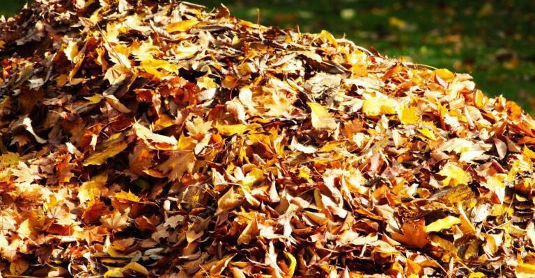 A large pile of colorful autumn leaves gathered on a sunny day.