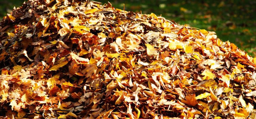 A large pile of colorful autumn leaves gathered on a sunny day.