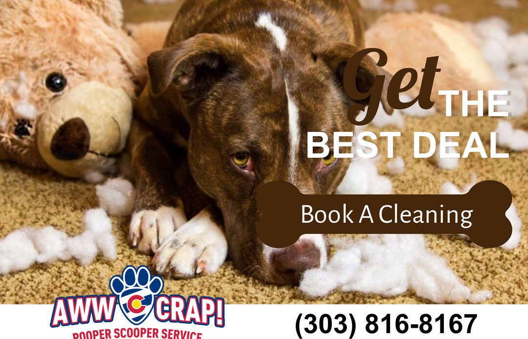 An advertisement featuring a dog lying next to a torn stuffed toy, promoting a cleaning service, with contact information and website displayed.