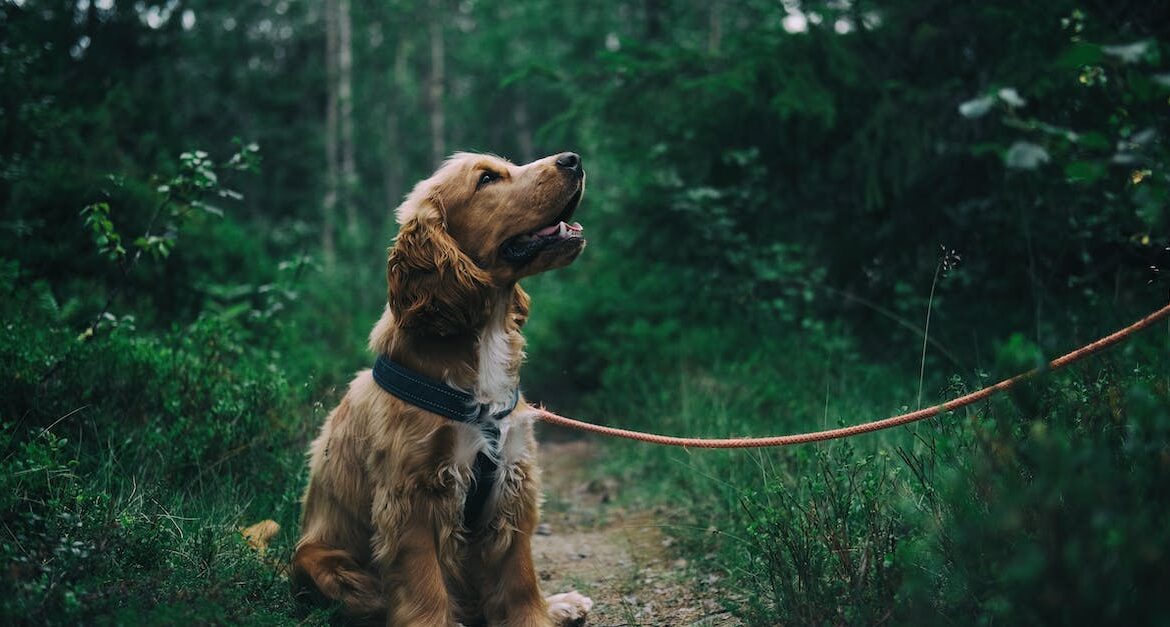 A leashed golden retriever looks upwards attentively while sitting on a forest trail.