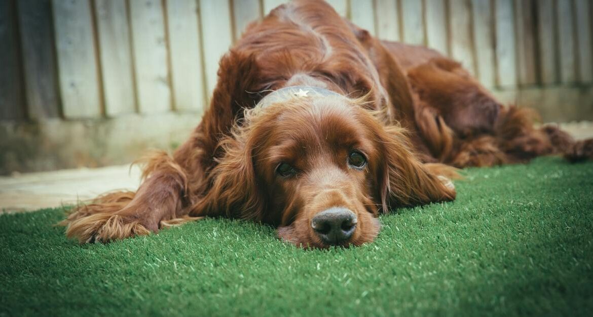 A relaxed brown dog lying on green artificial grass with a wooden fence in the background.