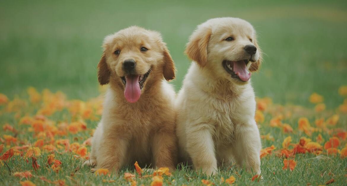 Two golden retriever puppies sitting in a field with orange flowers, tongues out, looking happy.