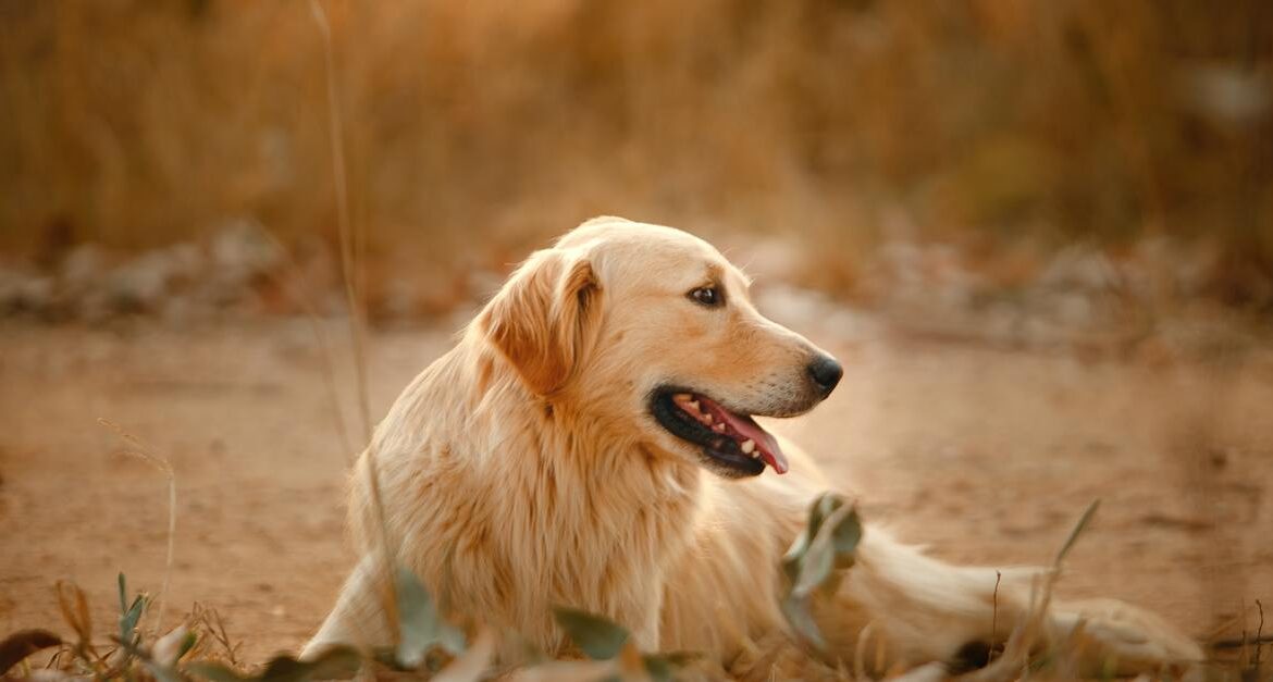 A golden retriever dog is lying down in a field free of dog waste