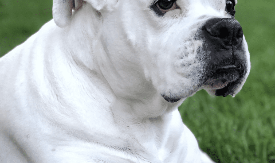 A white bulldog is lying on the grass with a blurred pooper scooper service logo in the background.