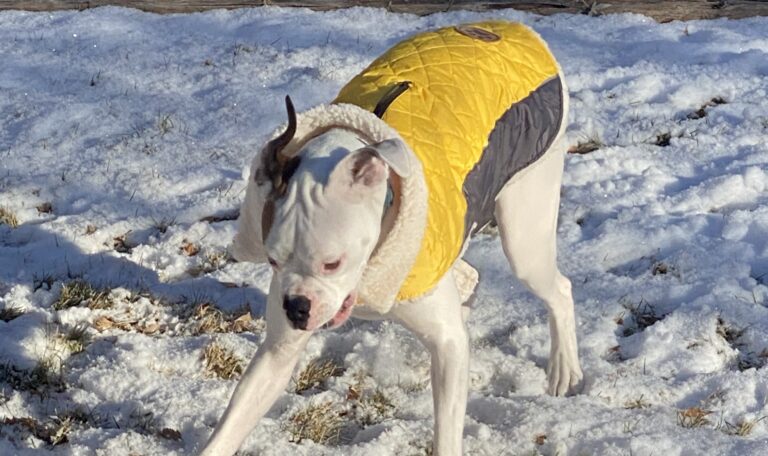 boxer dog playing in the snow