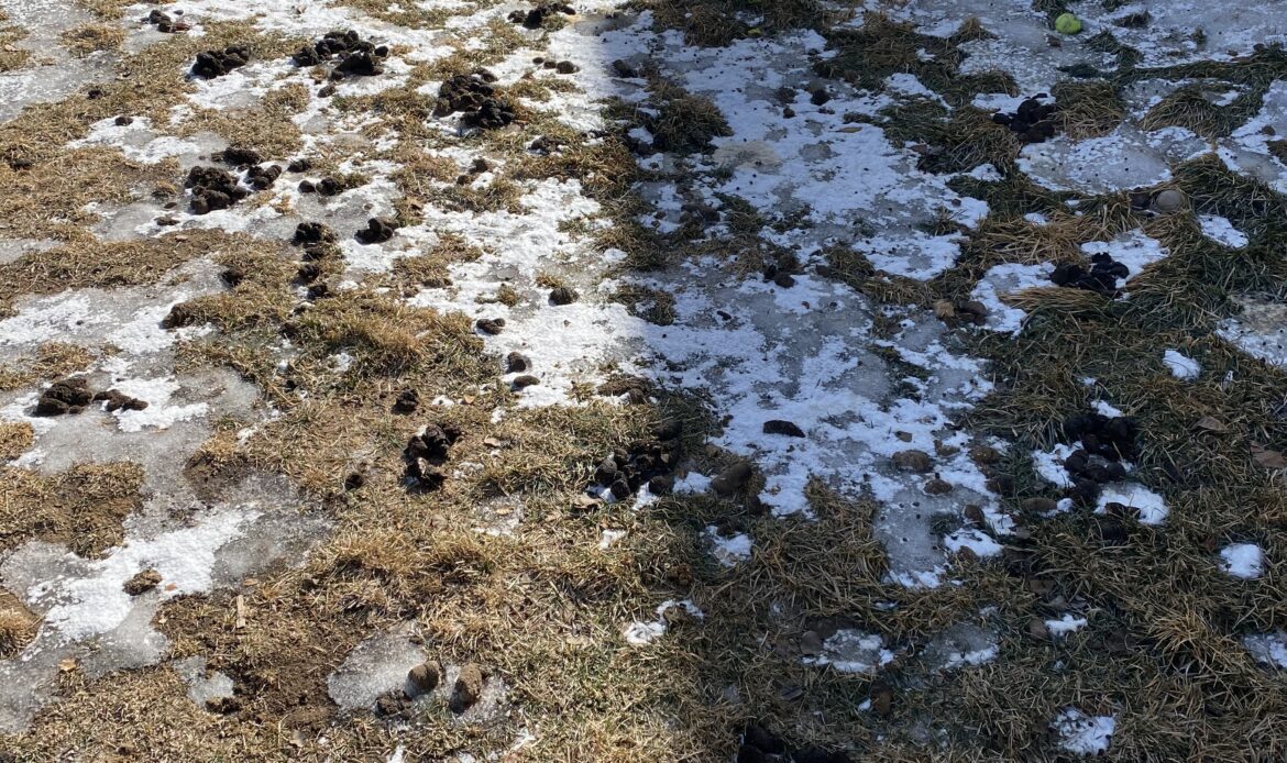 Snowy yard with dog poop