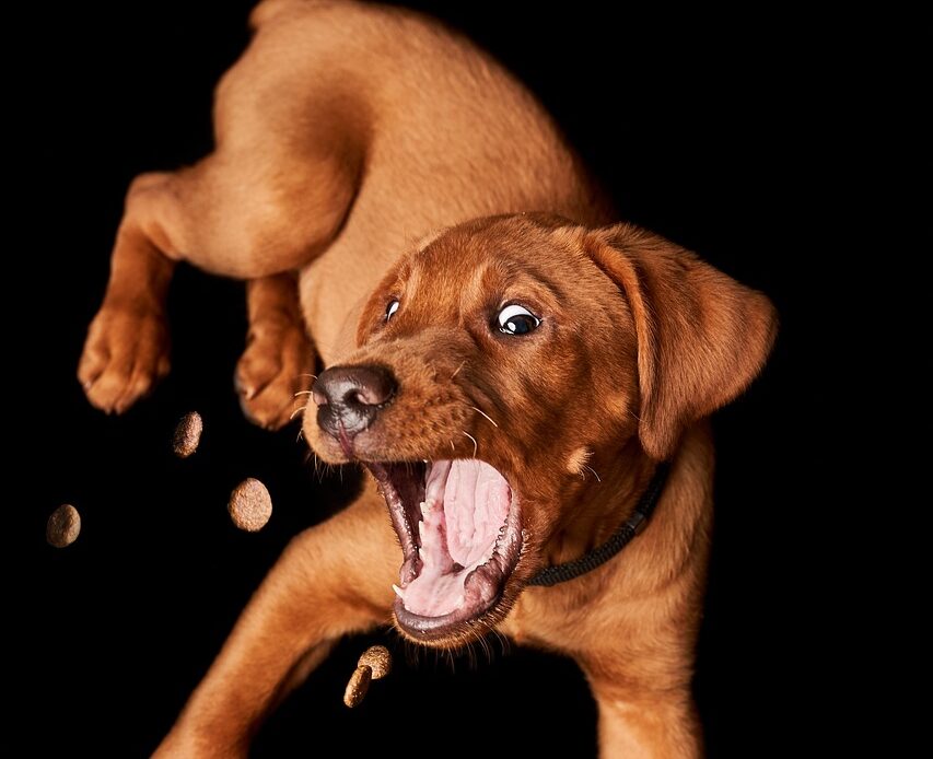 dog trying to eat a dog treat