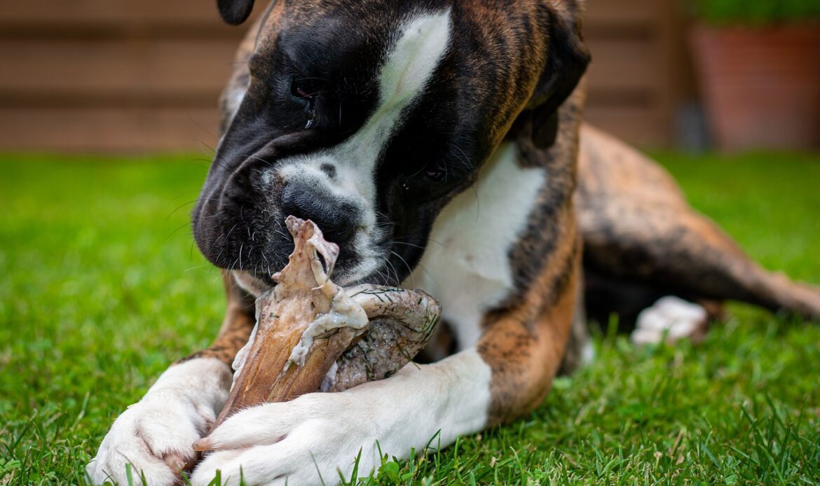 boxer dog eating dog treats in the grass