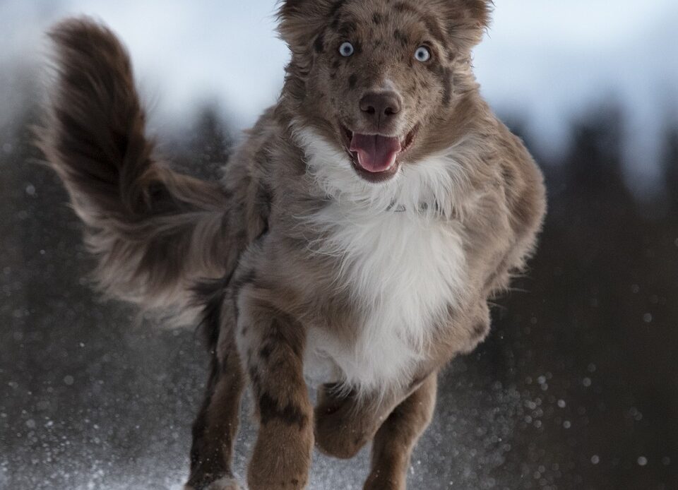 Australian shepherd dog running