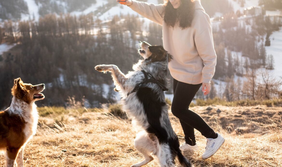Evergreen co dog poop cleaning