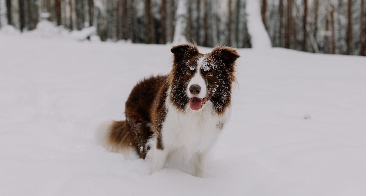 dog in the snow