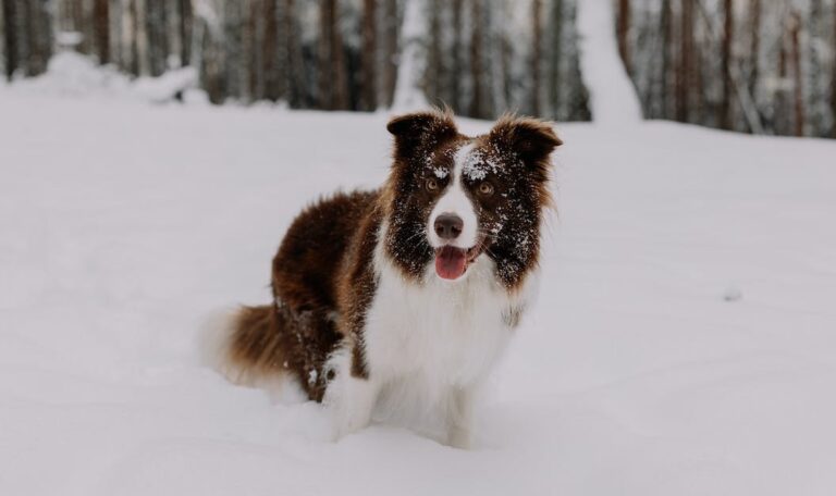 dog in the snow