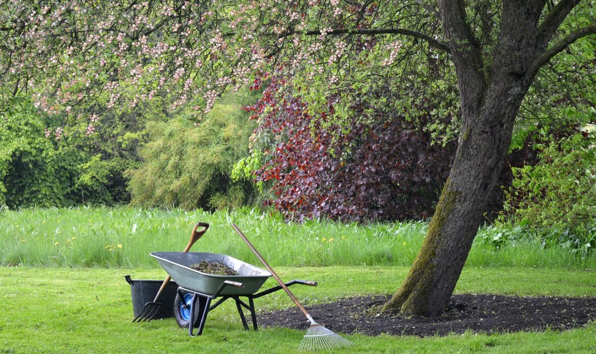 A wheelbarrow, shovel, and rake beside budding trees in a lush green garden.