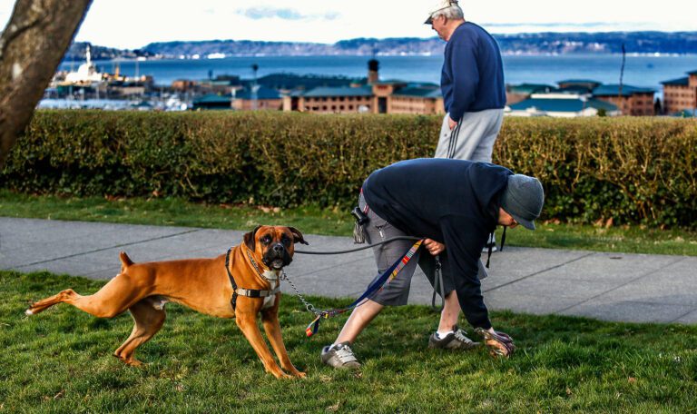 dog poop service in englewood,littleton and highlands ranch